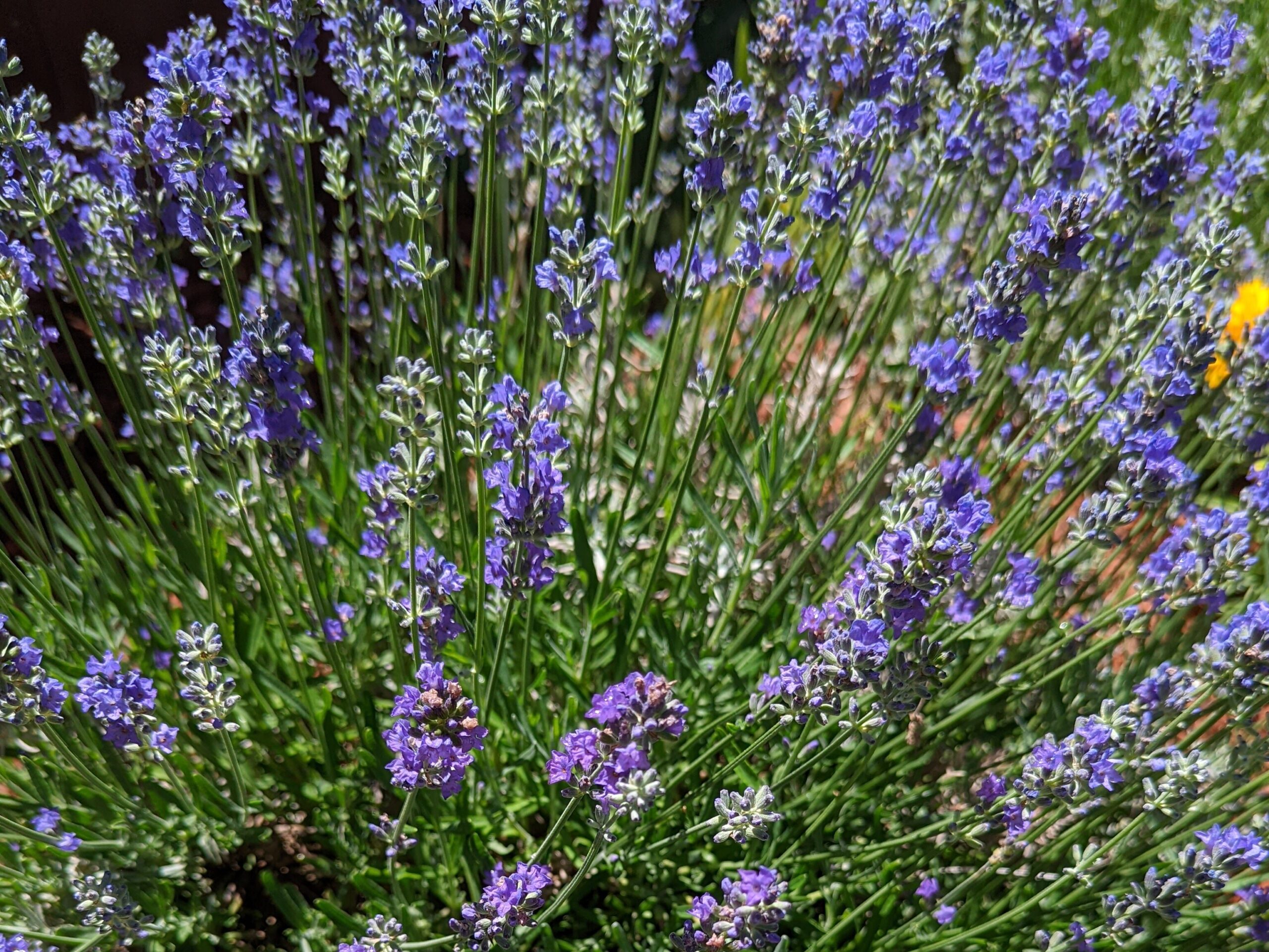 A lavender plant