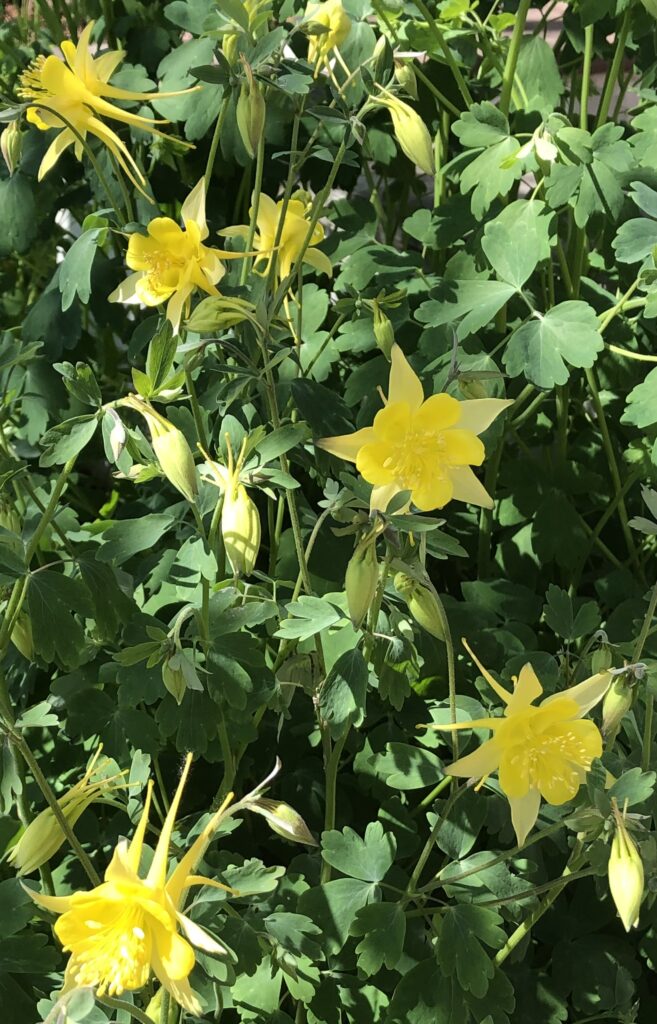 Blooming golden columbine flowers