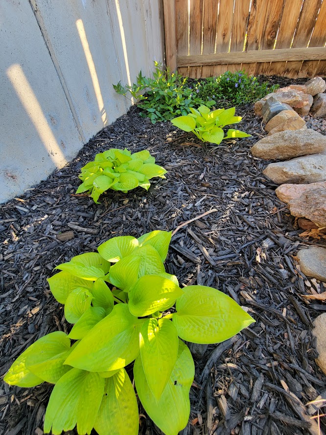 Three light green hostas in a shaded bed next to a house