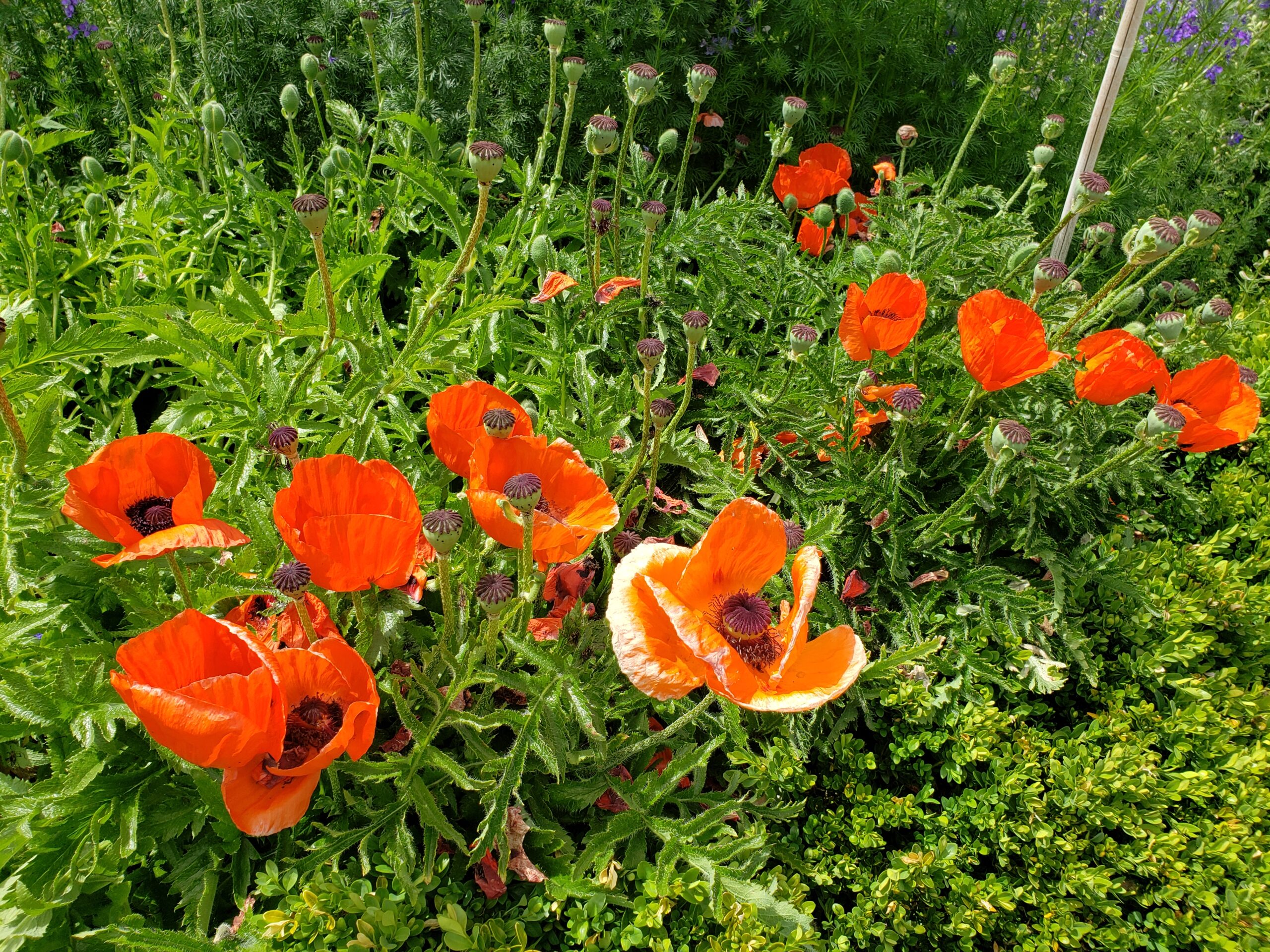 Oriental poppies blooming and forming seed pods