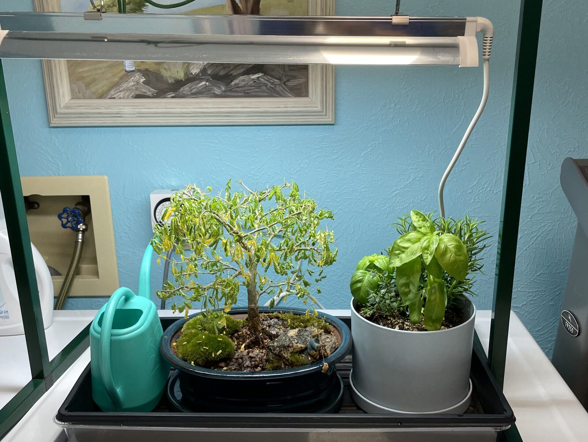 Potted indoor plants under grow lights