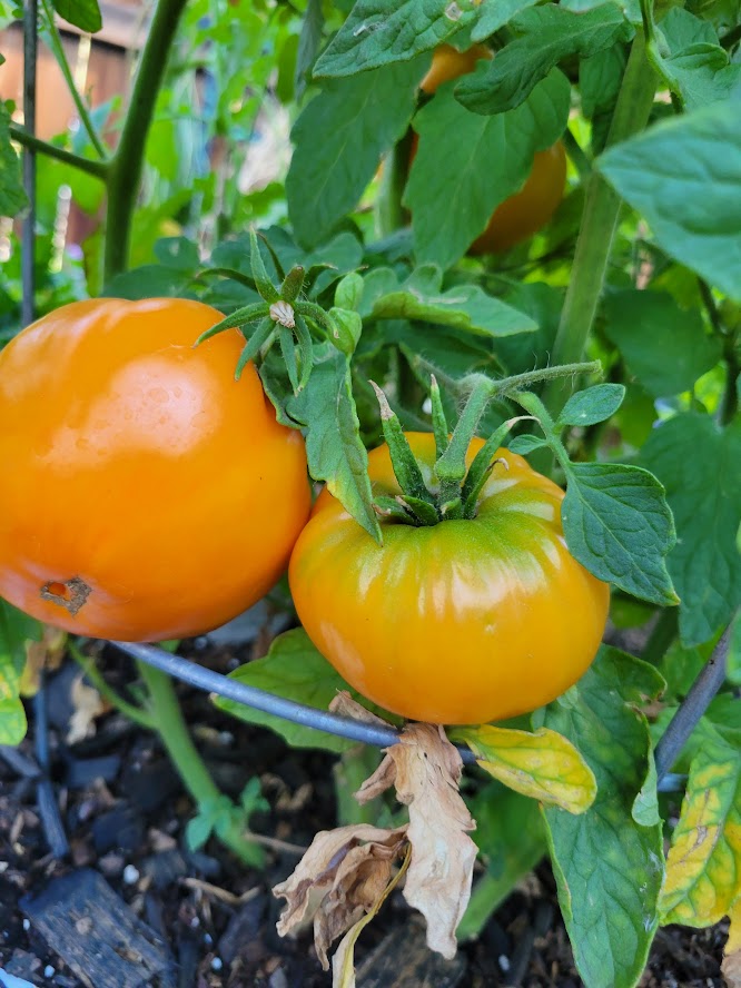 Tomato plant with ripening tomatoes