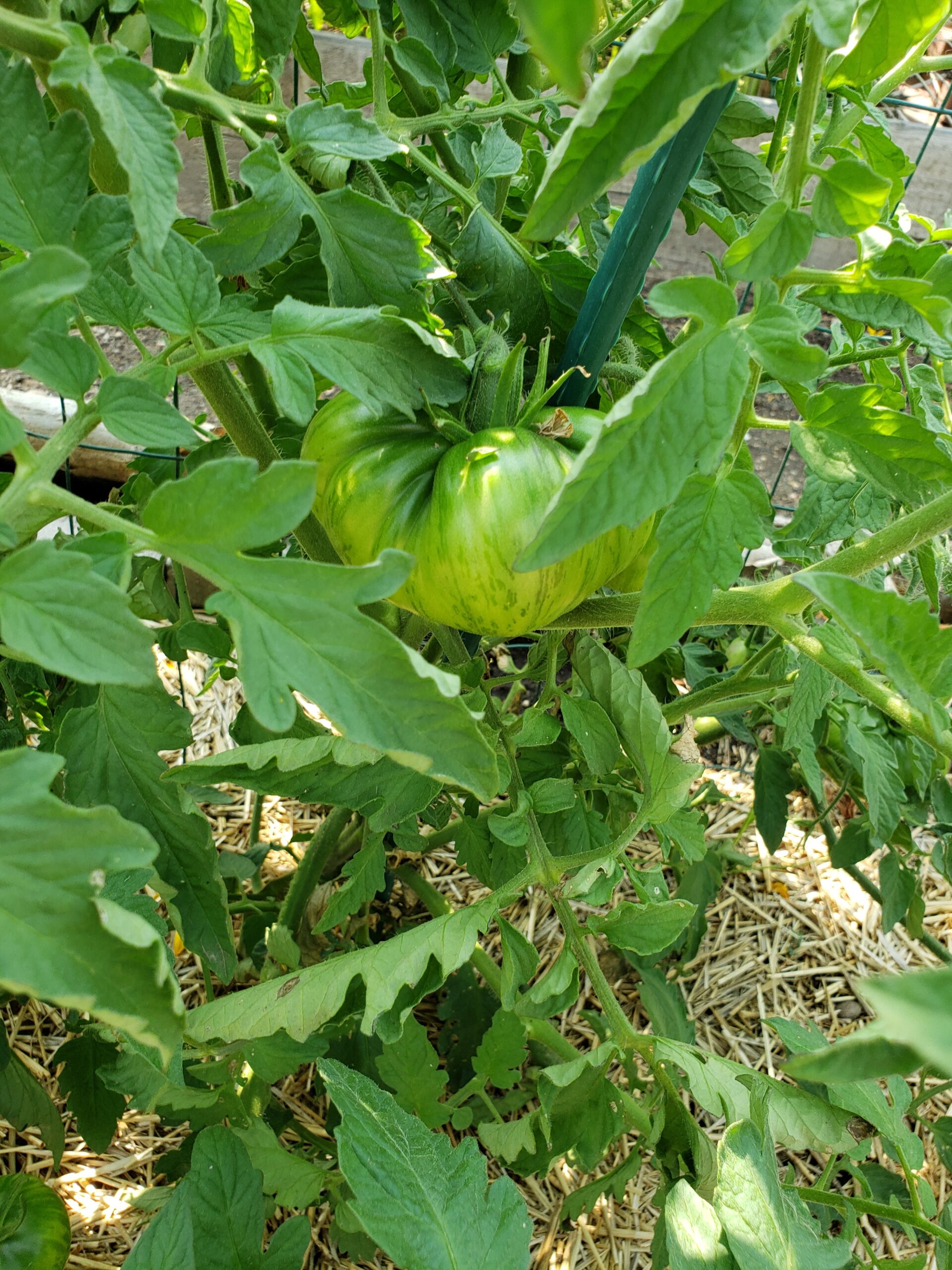 Green tomato in a garden