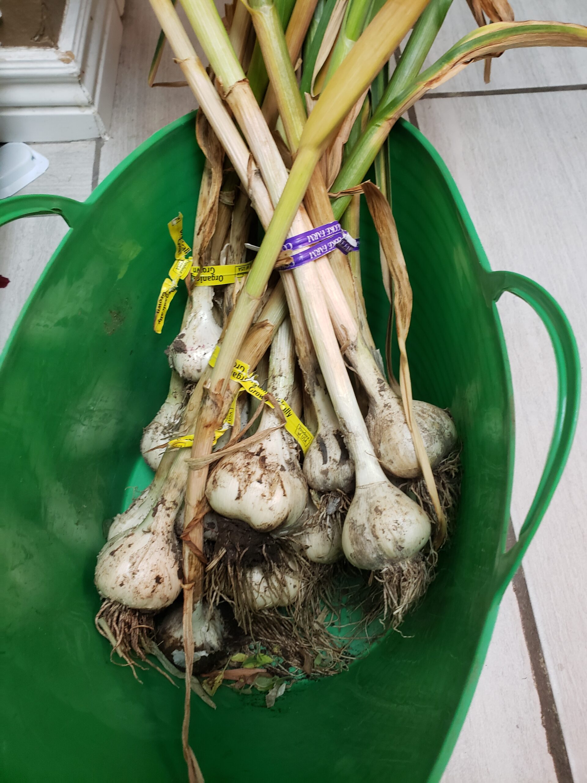 Harvested garlic bulbs