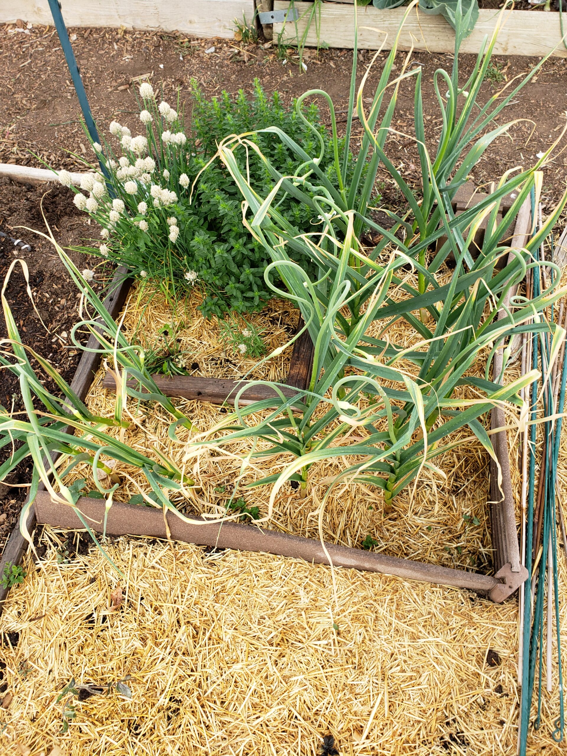 Garlic in a raised bed
