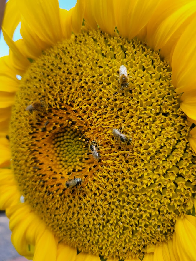 Bees pollinating a sunflower.