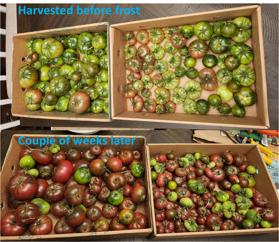 Before photo of green tomatoes (Solanum lycopersicum L.) harvested before frost and after photo of ripened tomatoes two weeks later