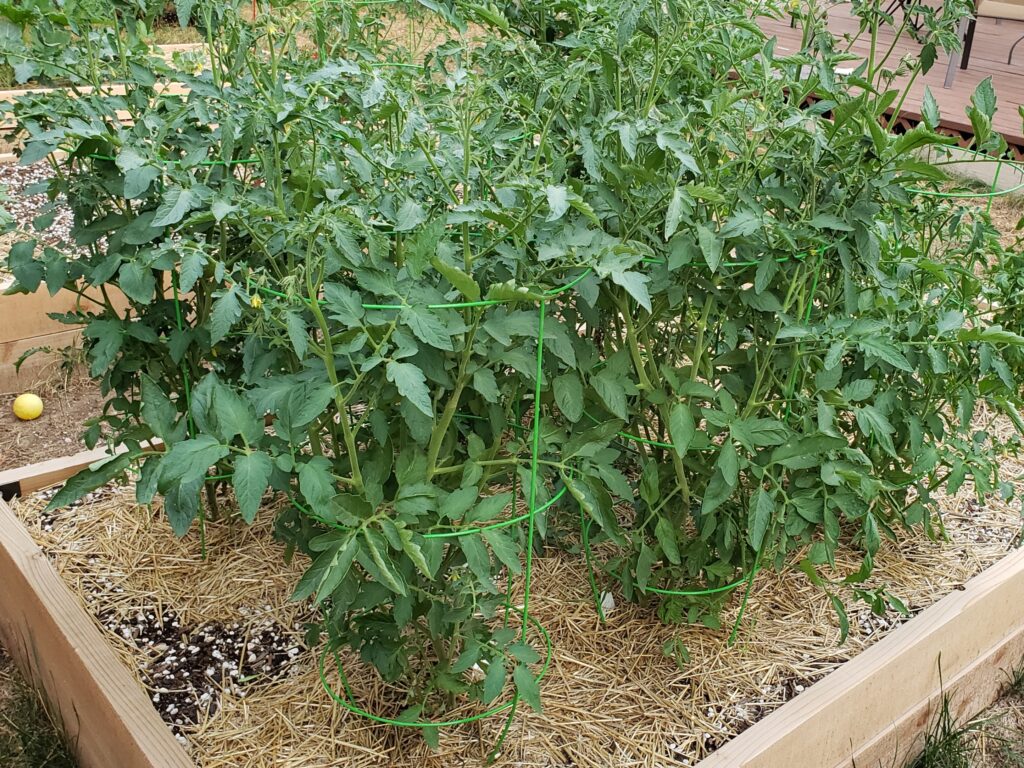 A raised bed with tomatoes (Solanum lycopersicum L.).