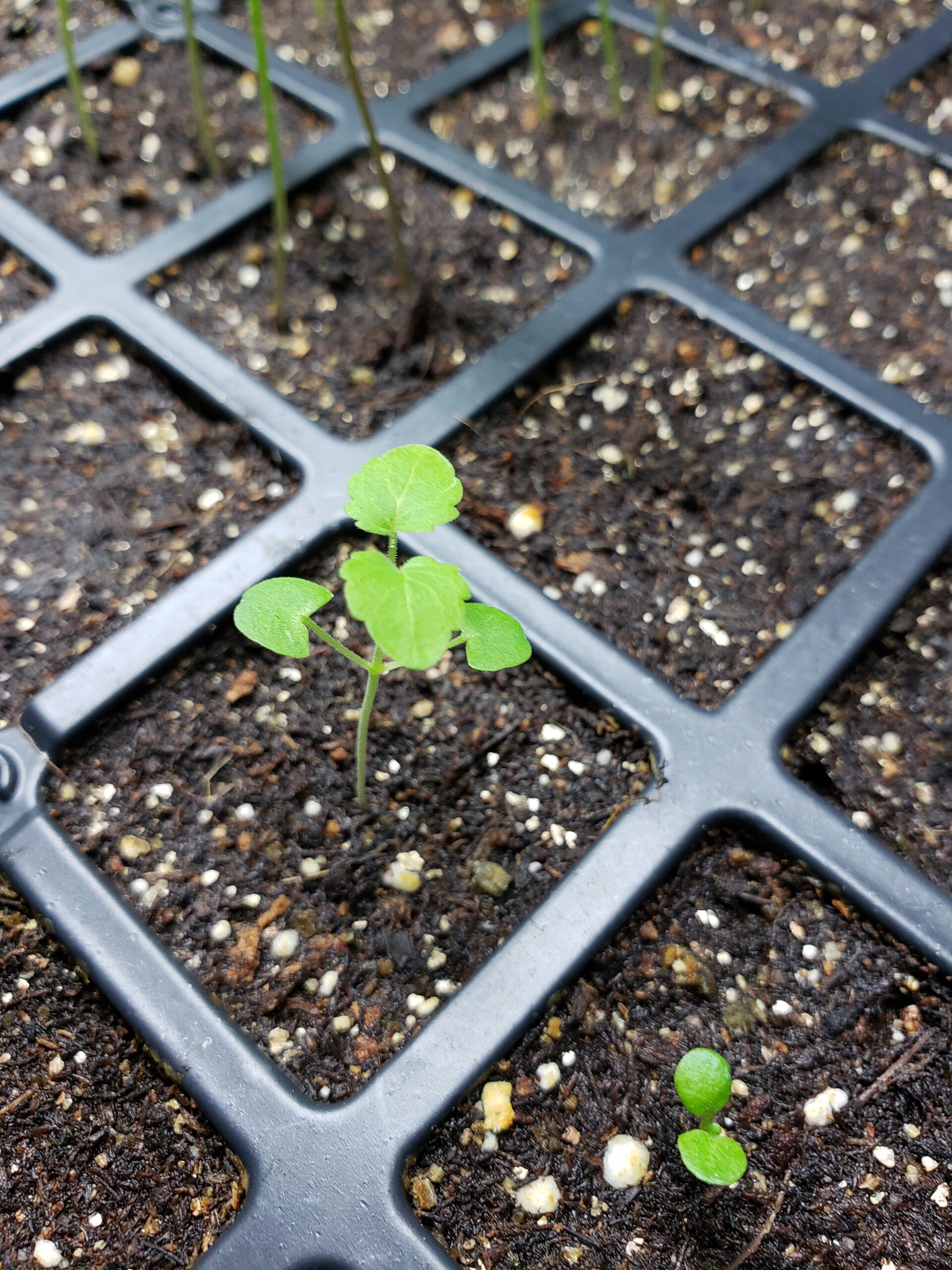 A seedling in a seed flat.