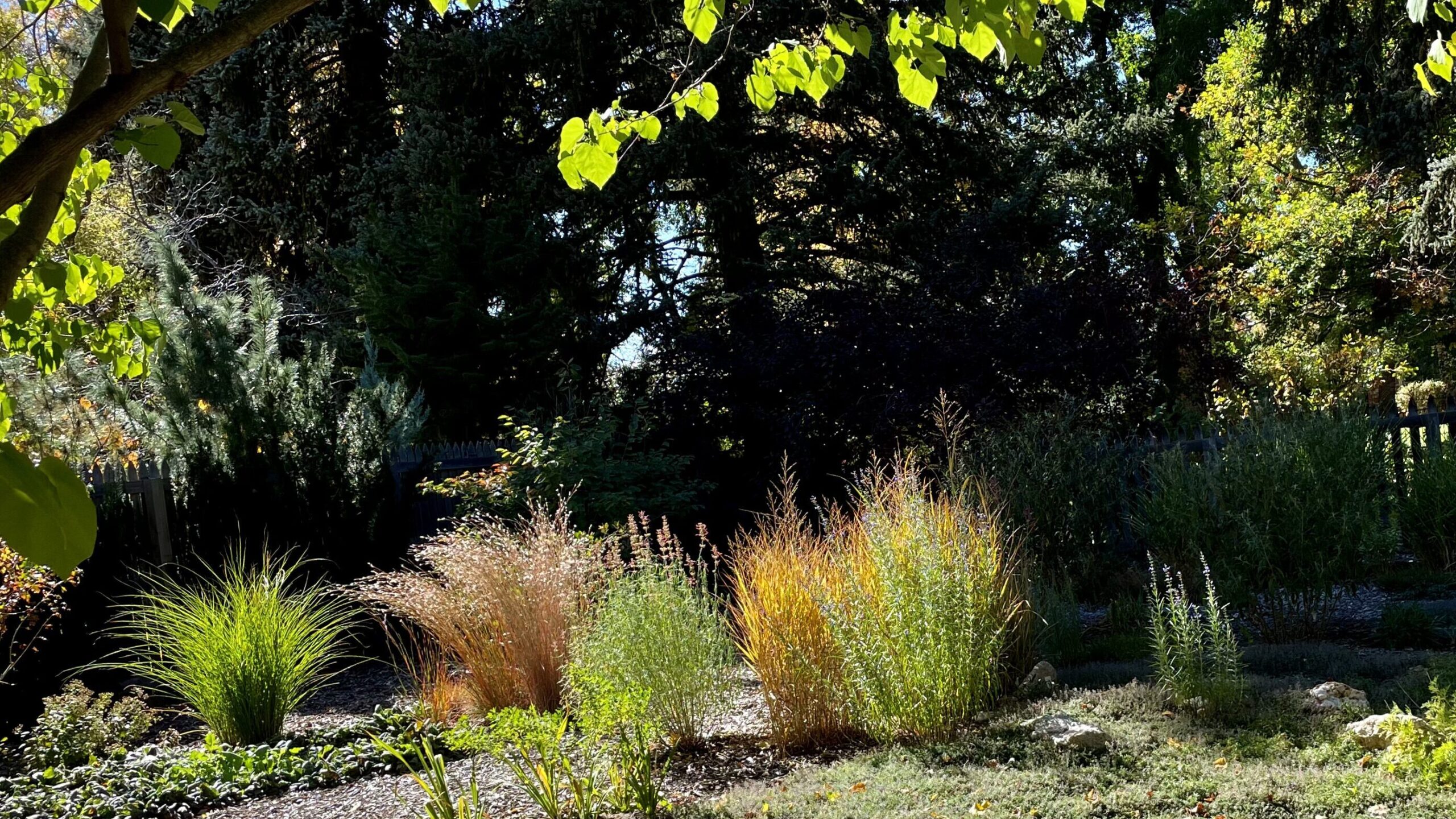 Ornamental grasses in a garden.