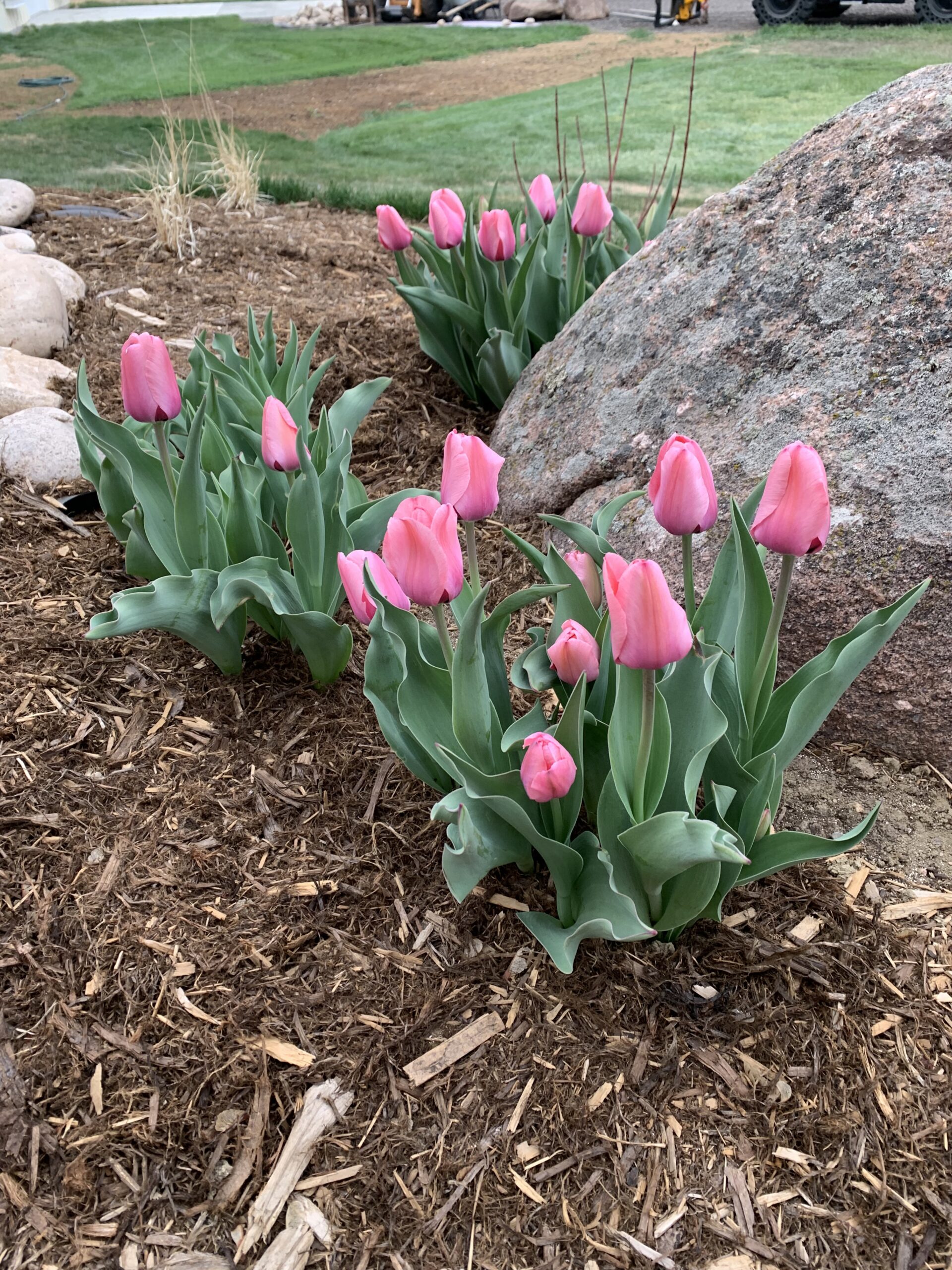 Blooming pink tulips in early spring.