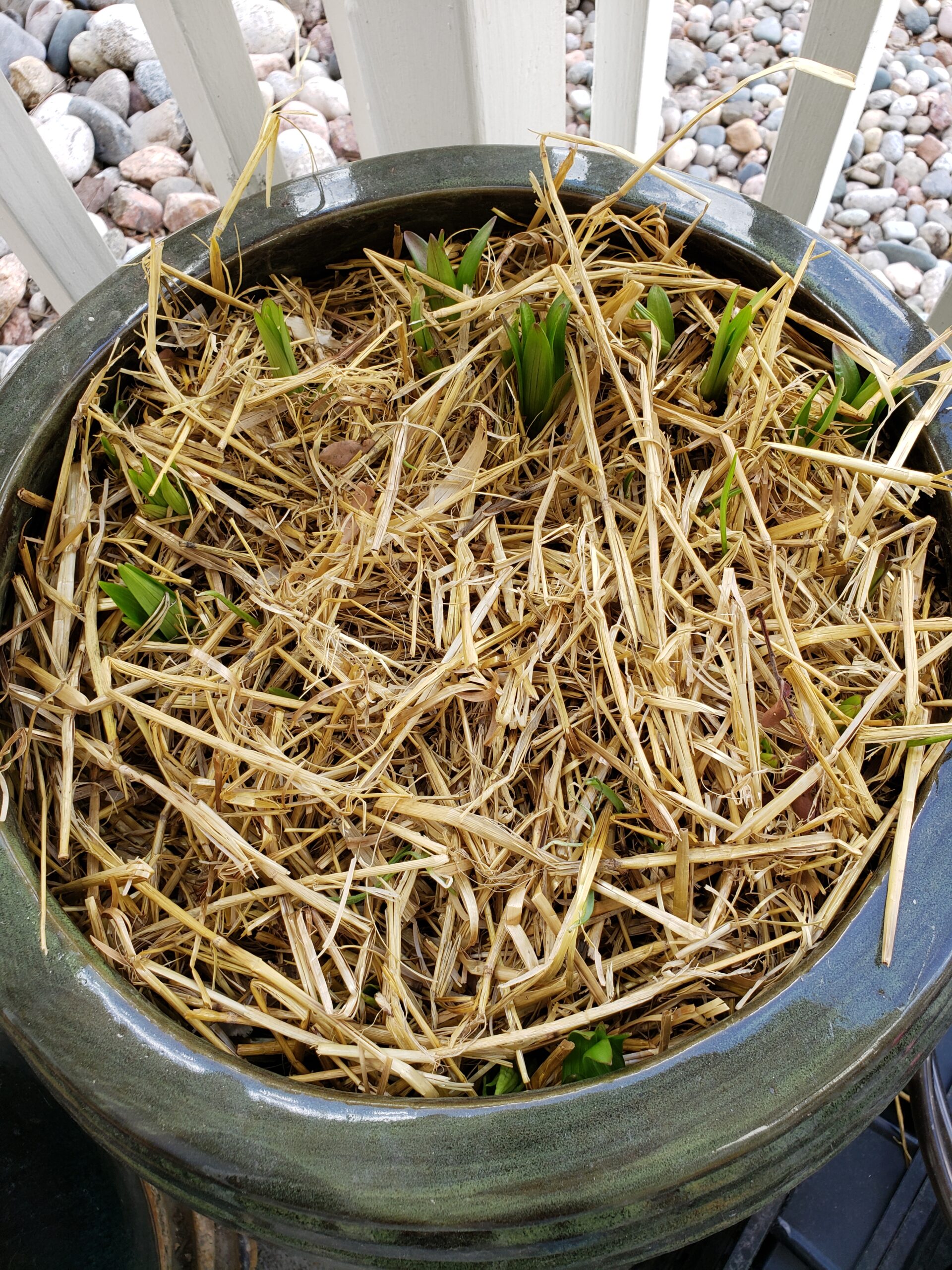 Lilies emerging from a pot