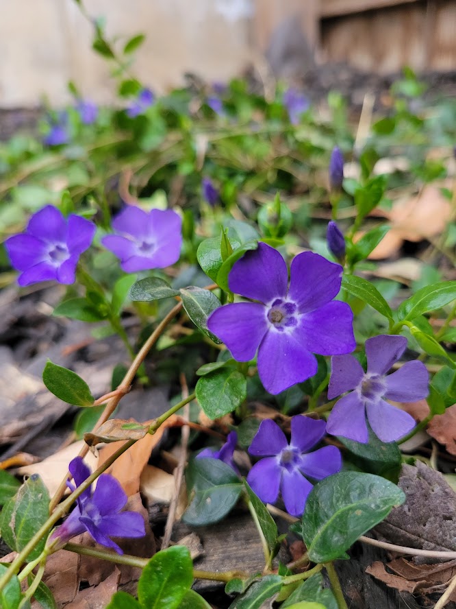 Periwinkle blooming in a garden