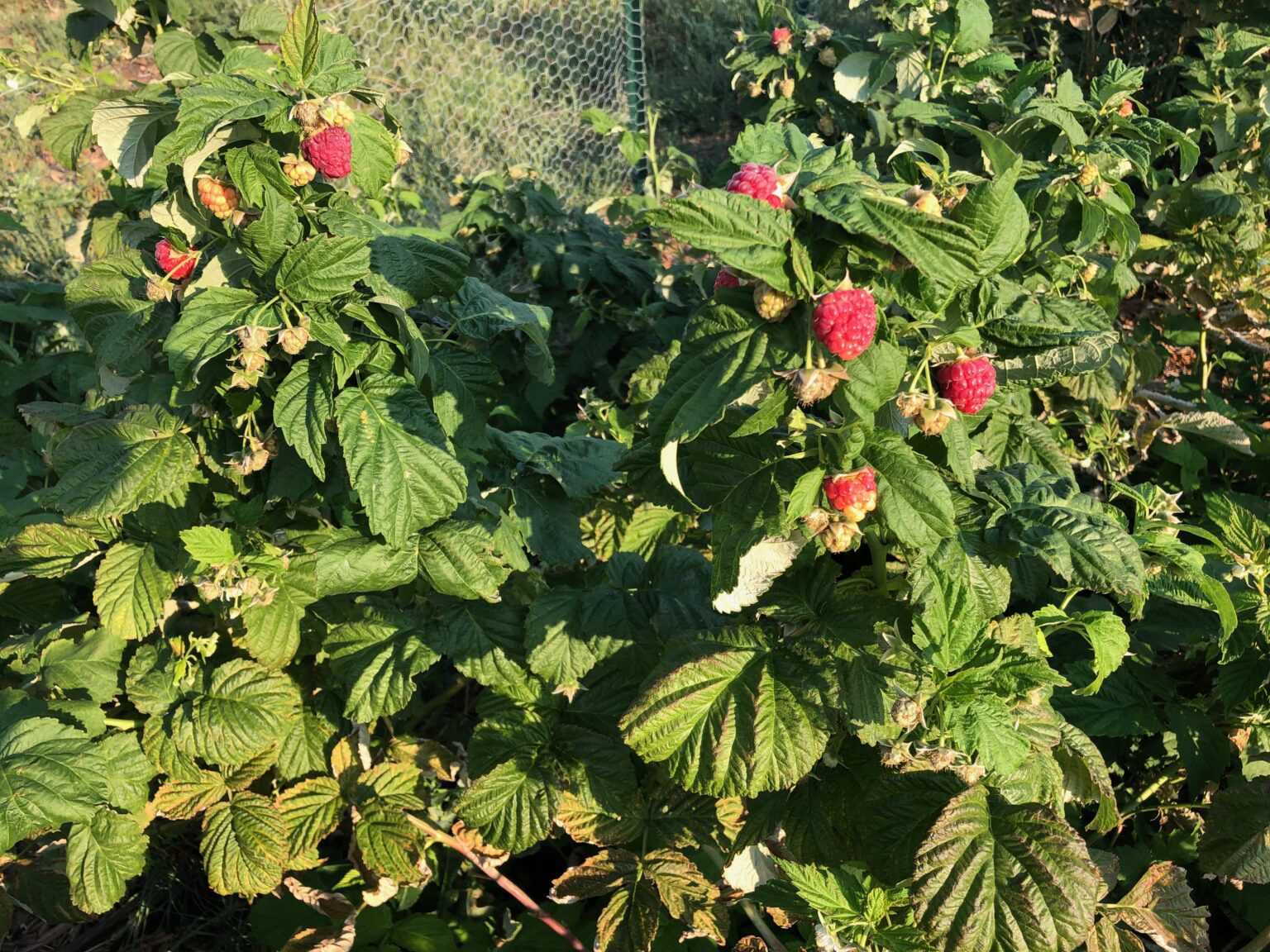 1207 – Raspberries – PlantTalk Colorado