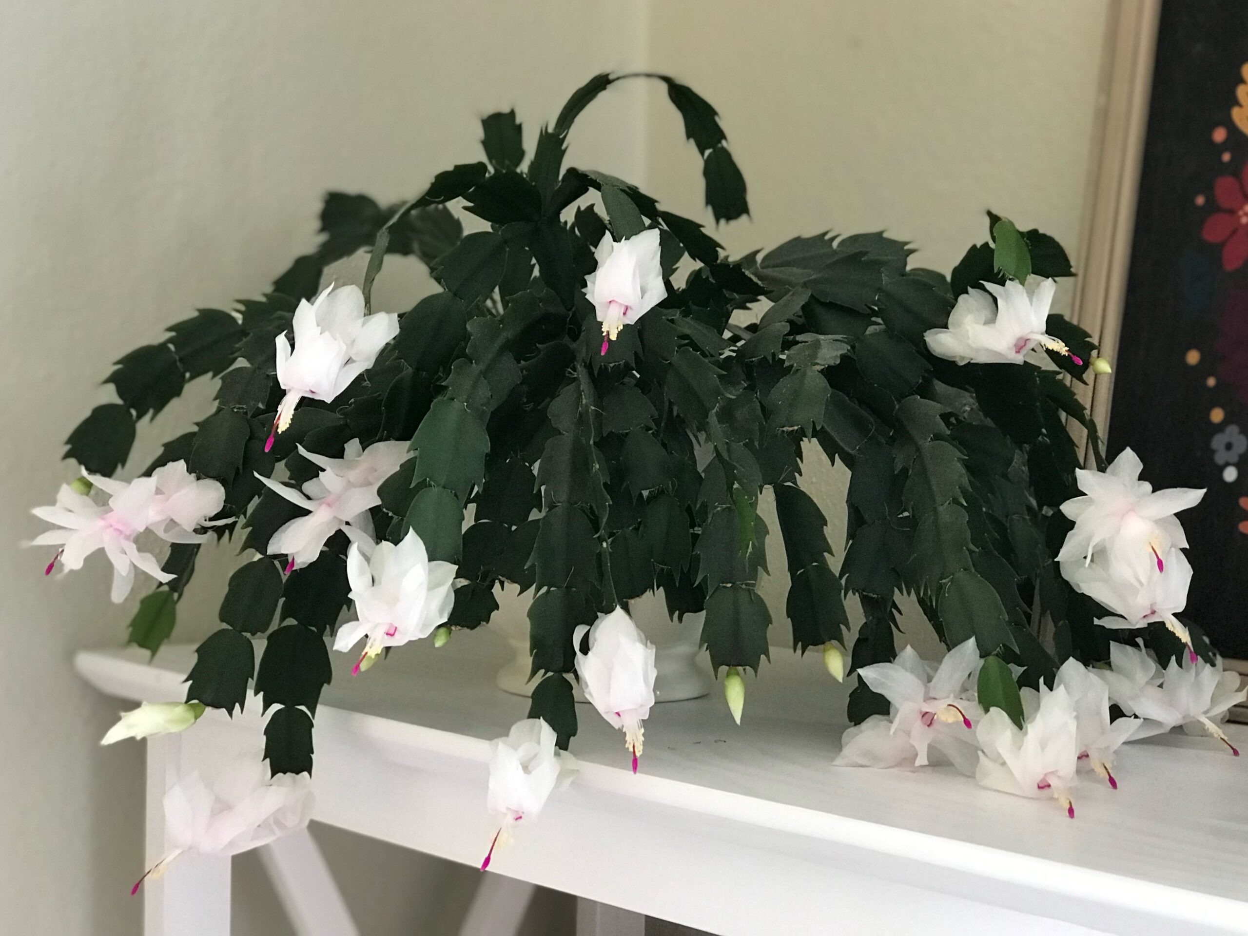 A blooming white and pink Christmas cactus on a table