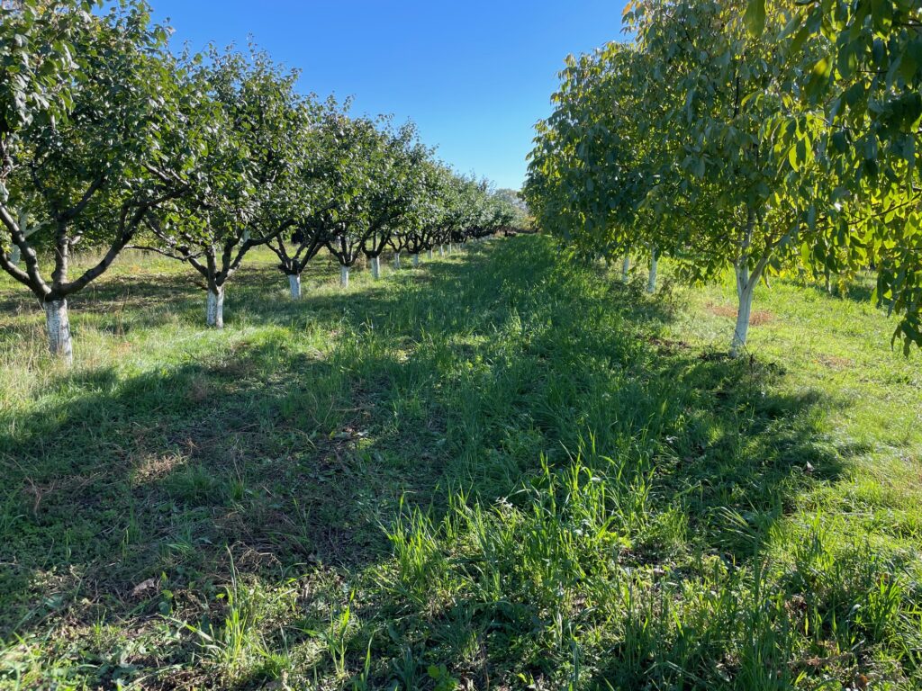 1217 Fruit Trees for Colorado PlantTalk Colorado